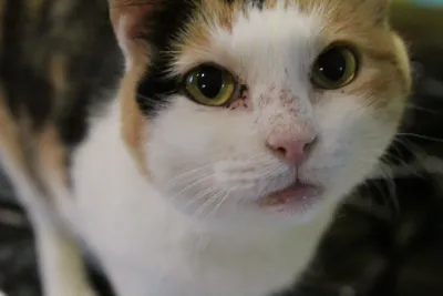 Calico cat looking up for a close-up