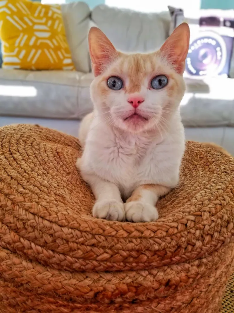 Cat relaxing on a woven basket in a sunny living room