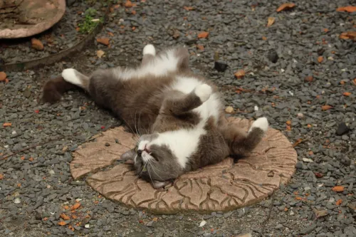 Gray and white cat rolling belly-up on a garden stepping stone