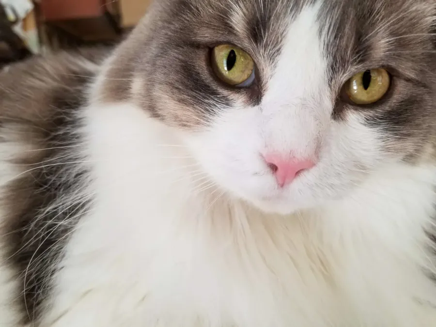 Fluffy gray and white cat up close