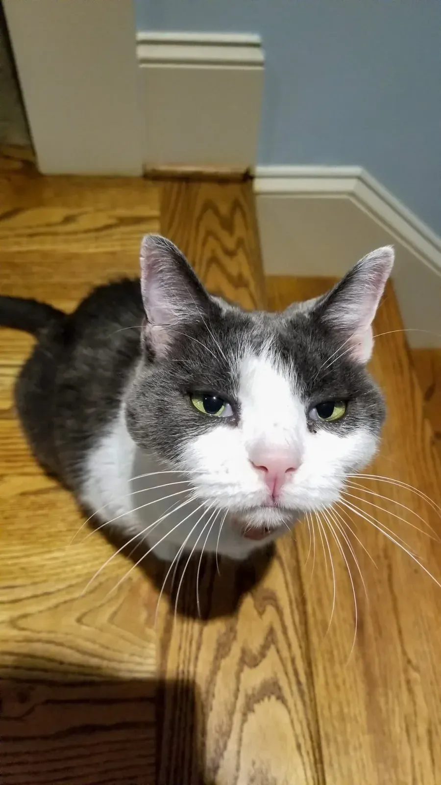 Gray and white cat looking up from a hardwood floor