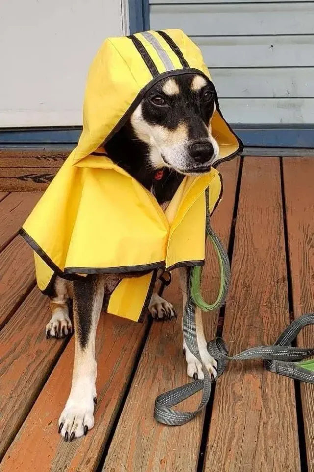 Dog in a yellow raincoat ready for a rainy walk