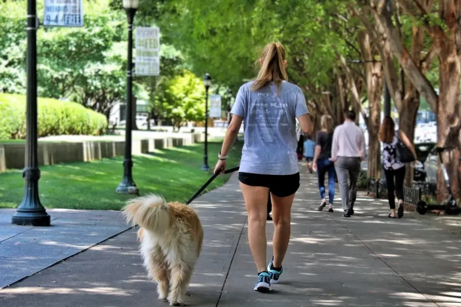 Walking a fluffy dog down a shady, tree-lined Atlanta sidewalk