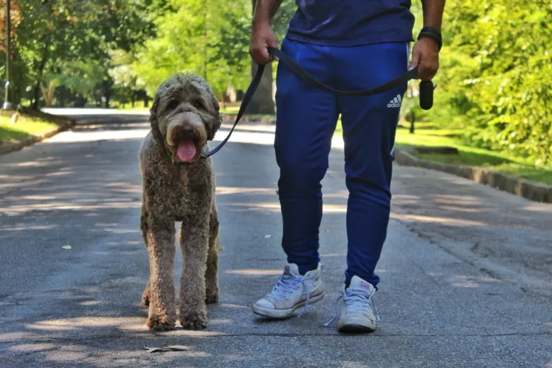 Walking a doodle down a leafy street