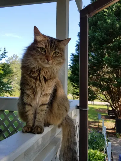 Fluffy long-haired cat sitting on a porch rail