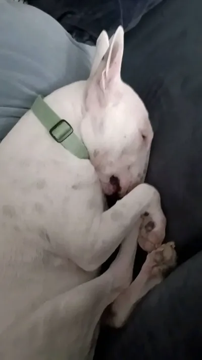 Bull terrier napping on the couch