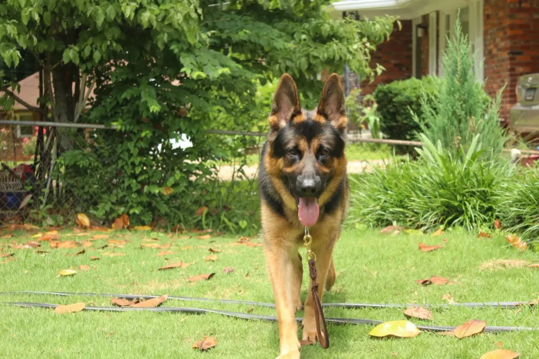 German shepherd trotting across a front lawn