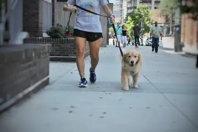Golden retriever trotting down a city sidewalk on a walk