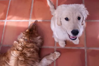 Golden retriever puppy looking up from a tile floor