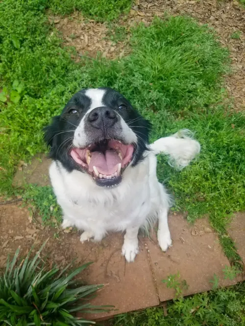 Smiling dog in the grass