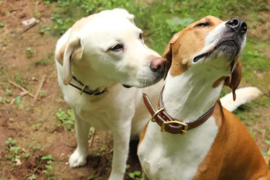 White lab nuzzling his hound buddy in the yard