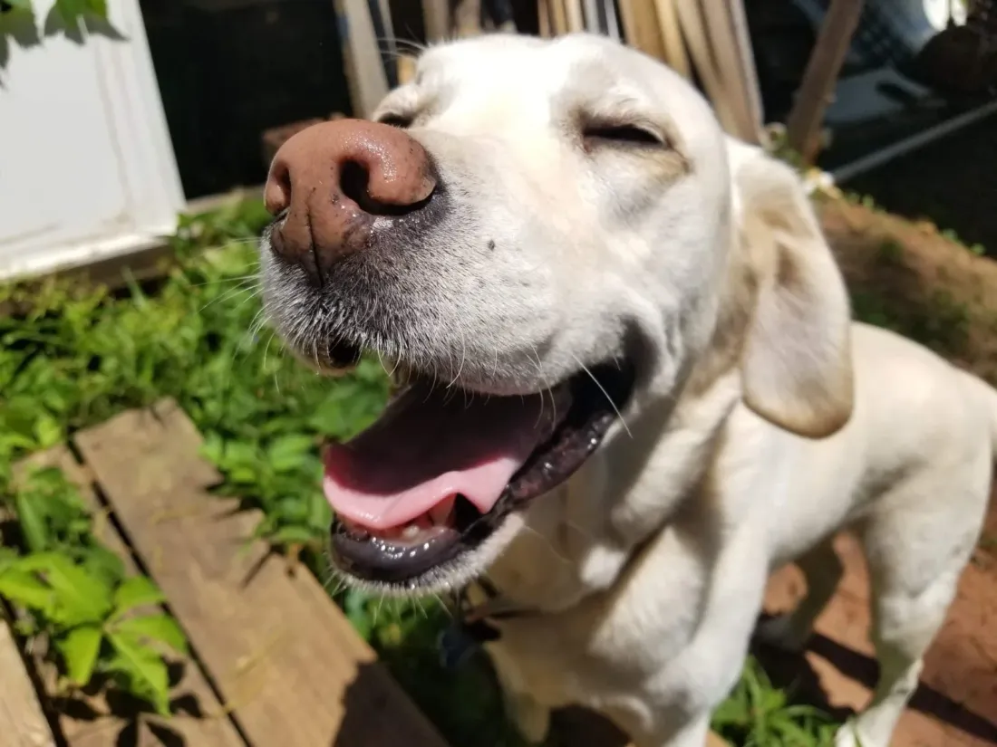 Happy yellow lab grinning in the backyard