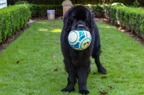 Newfoundland carrying a soccer ball across the lawn