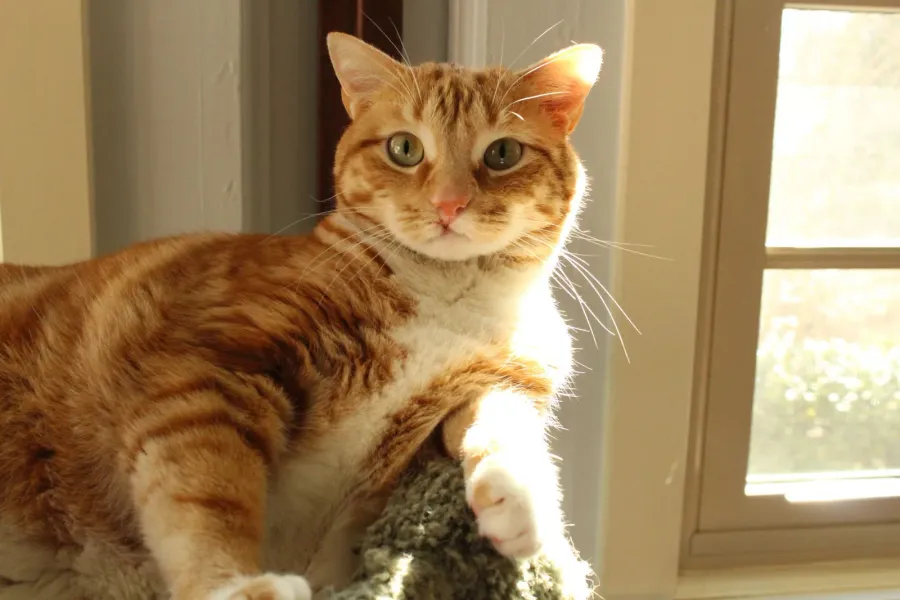 Orange tabby cat stretching out in a sunny window