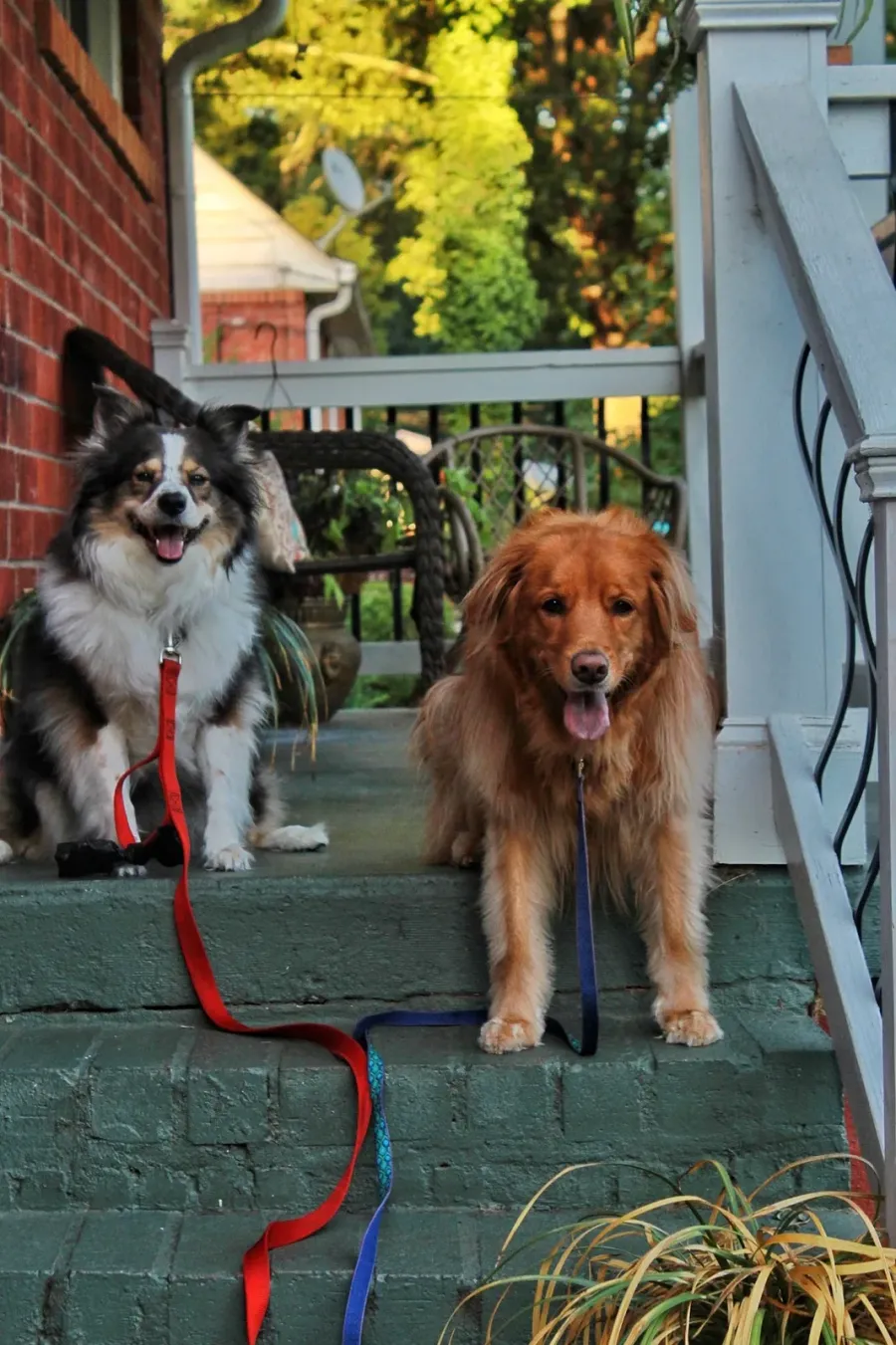 Two happy dogs sitting on a brick front porch with their leashes