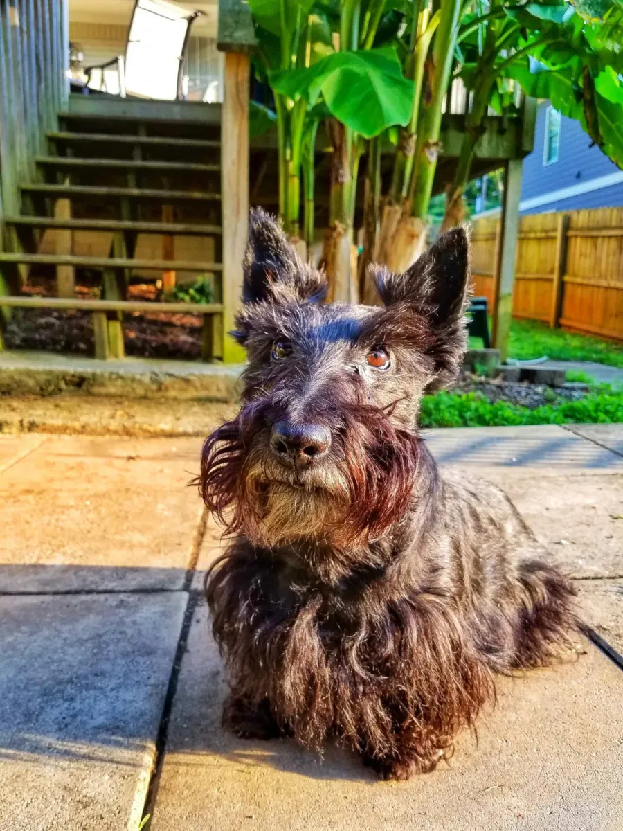 Scottish terrier waiting on the back steps for a drop-in visit