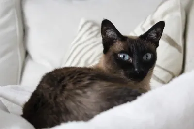Siamese cat resting on a white blanket