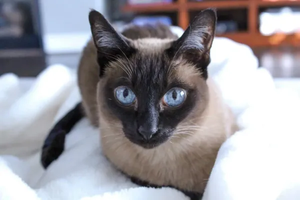 Siamese cat curled up on a white blanket