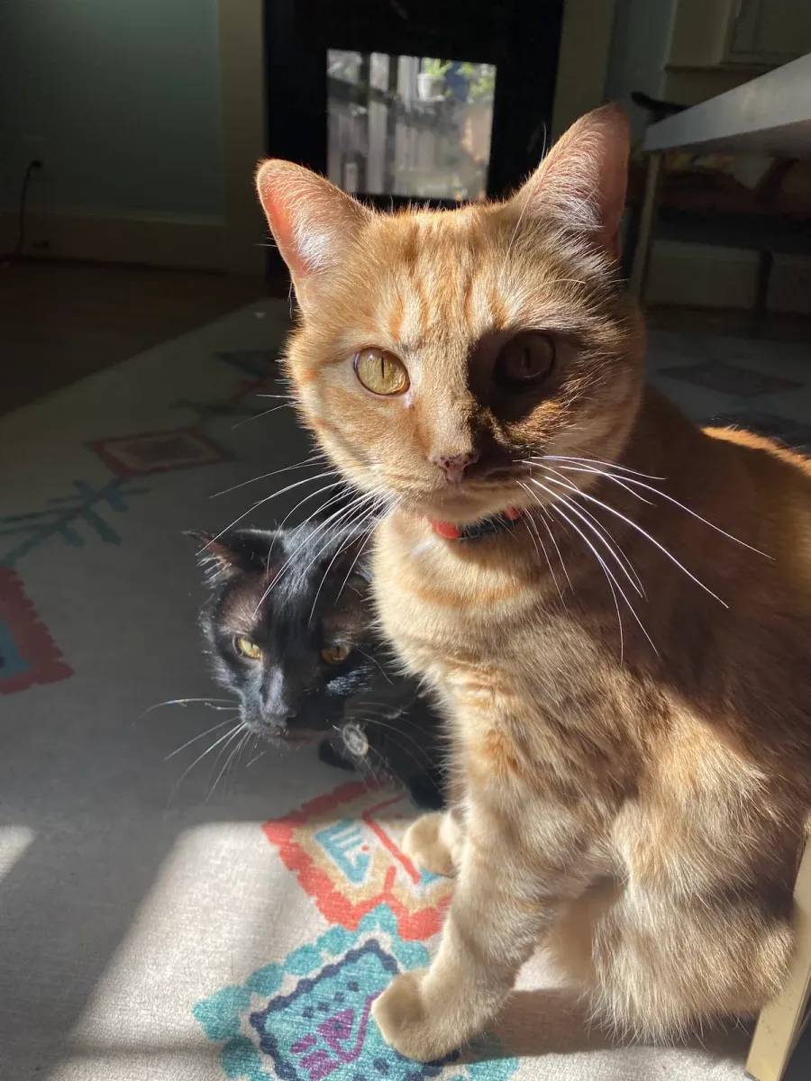 Orange cat and black cat cuddled up together in a sunny spot at home