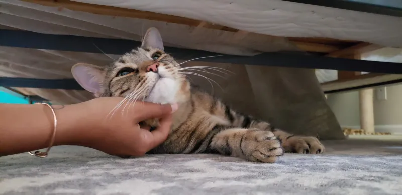 Tabby cat getting a chin scratch