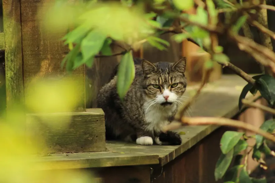 Tabby cat lounging on a garden bench