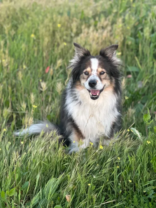Border collie mix sitting in tall grass