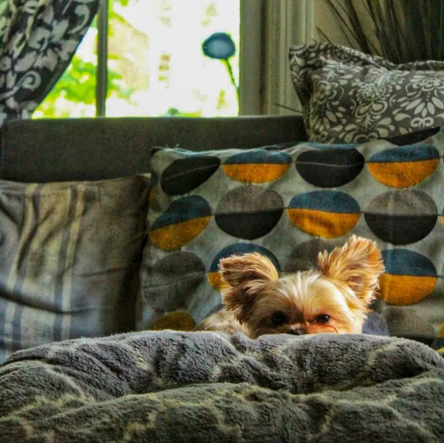 Yorkie snuggled into the couch pillows at home